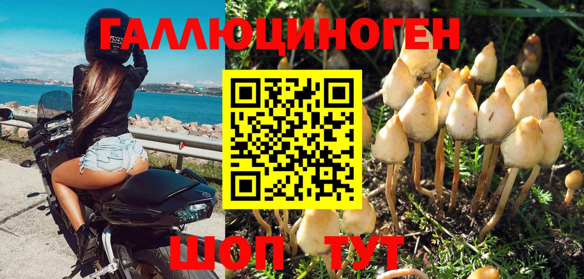 Тихвин  Псилоцибиновые грибы Cubensis  Вход с VPN 